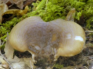 Hlva zemn - Hohenbuehelia geogenia (3).jpg