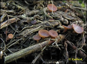 Hlzenka jetelov - Sclerotinia trifoliorum (14).jpg