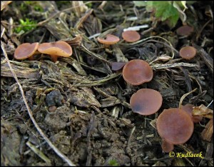 Hlzenka jetelov - Sclerotinia trifoliorum (15).jpg