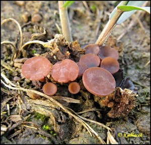 Hlzenka jetelov - Sclerotinia trifoliorum (36).jpg