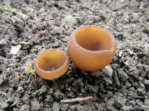hlzenka orsejov-Selerotinia ficariae1.jpg