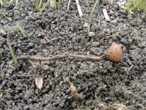 hlzenka orsejov-Selerotinia ficariae2.JPG