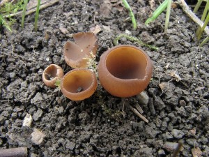 hlzenka orsejov-Selerotinia ficariae.JPG