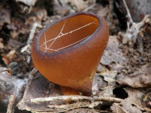 Hlzenka sasankov - Dumontinia tuberosa.jpg