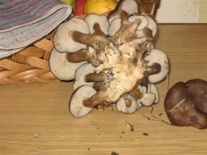 hliva ano ci ne 011.jpg