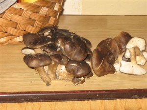 hliva ano ci ne 014.jpg