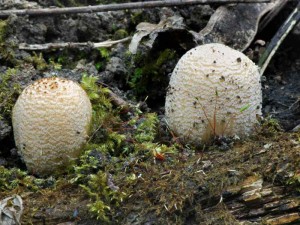 Hnojnk domc - Coprinus domesticus.jpg