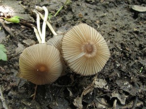 hnojnk nedtkliv-Coprinus impatiens1.jpg