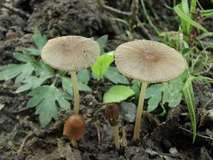 hnojnk nedtkliv-Coprinus impatiens2.jpg