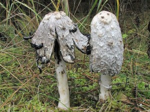 hnojnk obecn-Coprinus comatus1.jpg