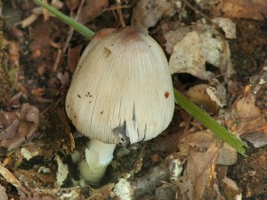Hnojn�k v�zna�n� - Coprinus insignis (1).jpg