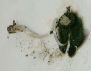 Hnojnik-ve-skleniku-07-Leharo.jpg