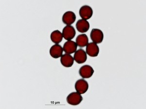 hnojnik-Z23.jpg