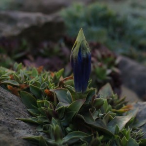 hoec bezlodyn-Gentiana acaulis.jpg