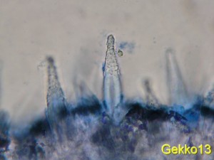 Hohenbuehelia auriscalpium2.jpg