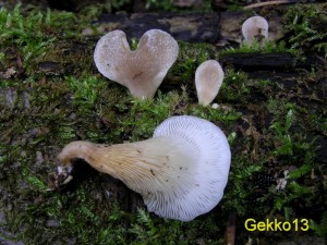 Hohenbuehelia auriscalpium.jpg