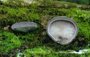 Hohenbuehelia mastrucata (4)B.jpg