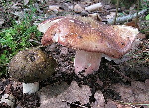 holubinka-olivova-russula-olivacea1L.jpg