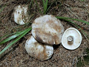 Holubinka ernajc  - Russula nigricans1.jpg