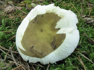 holubinka  kyjonoh-Russula clavipes3.JPG
