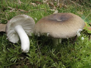 holubinka azurov-Russula azurea1.JPG