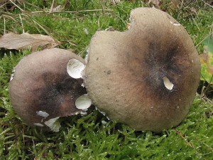 holubinka azurov-Russula azurea2.JPG