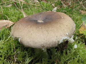 holubinka azurov-Russula azurea.JPG