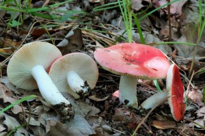 Holubinka broskvov - Russula persicina.jpg