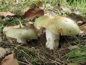 holubinka bukovka-Russula rigida2.jpg
