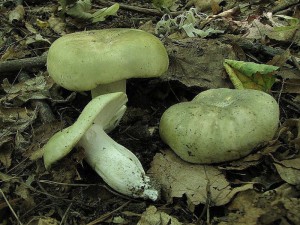 holubinka bukovka-Russula rigida3.jpg
