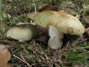 holubinka bukovka-Russula rigida.jpg