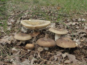 holubinka bukovka-Russula rigida 5.jpg
