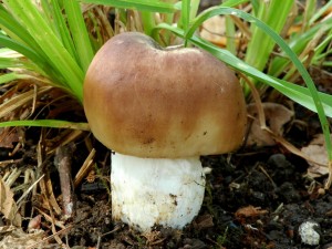 Holubinka bukovka - Russula rigida.jpg