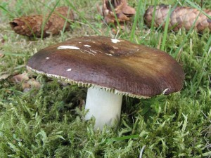 holubinka celokrajn-Russula polychroma1.jpg