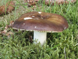 holubinka celokrajn-Russula polychroma2.jpg