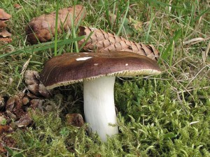 holubinka celokrajn-Russula polychroma.jpg
