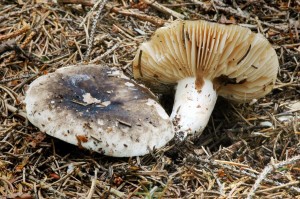 Holubinka cernajc  - Russula nigricans.jpg