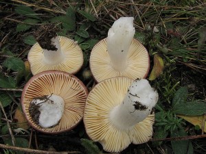 holubinka cihlov-lupeny.JPG