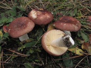 holubinka cihlov-Russula cessans1.JPG
