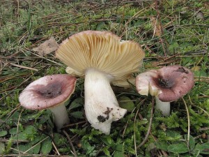 holubinka cihlov-Russula cessans2.JPG