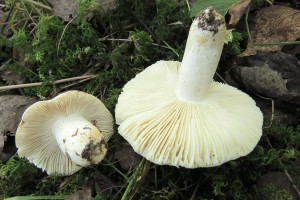 holubinka citliv-Russula luteotacta 1.jpg
