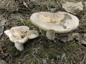 holubinka doupkov-Russula grisea1.JPG