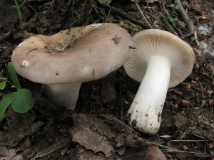 holubinka doupkov-Russula grisea.JPG