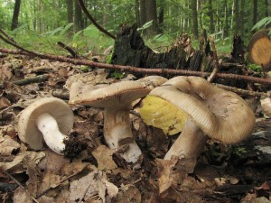 holubinka heblkat-Russula amoenolens.jpg