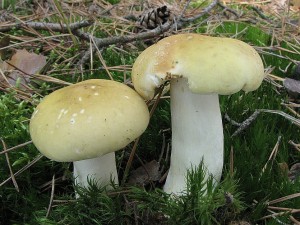 holubinka j�zliv� var.zelen�-Russula sardonia var.viridis1.JPG