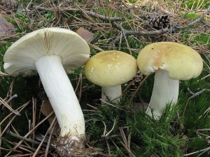 holubinka j�zliv� var.zelen�-Russula sardonia var.jpg