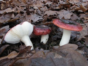 holubinka kehk-Russula fragilis1.JPG