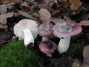 holubinka kehk-Russula fragilis2.JPG