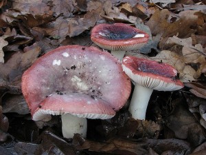 holubinka kehk-Russula fragilis.JPG