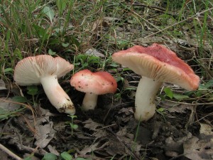 holubinka krvav-Russula sanguinea 3.jpg